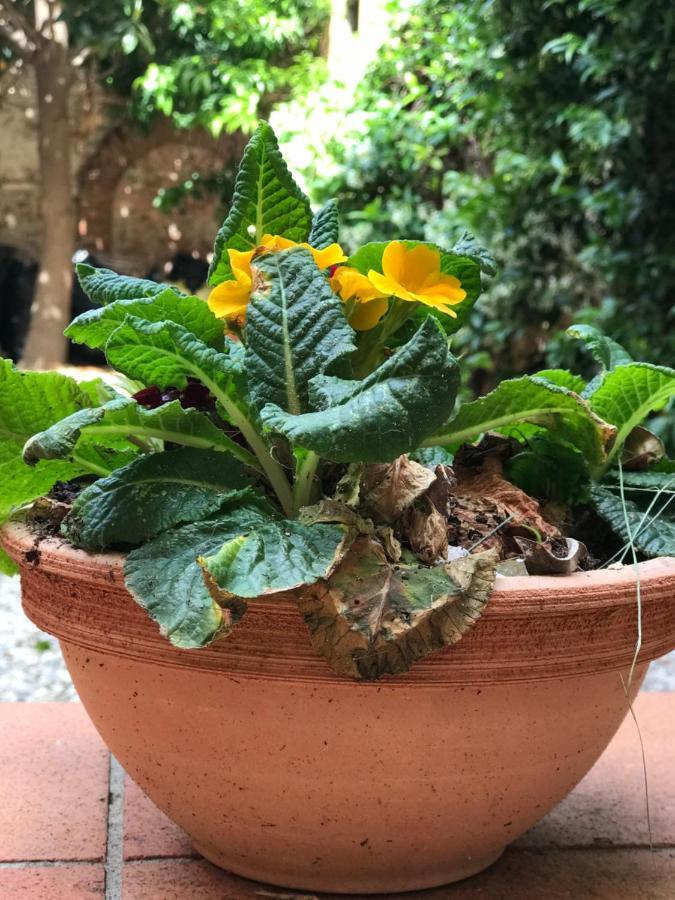 Apartamento Hostly - Garden House Near The Tower - Historical House With Private Garden Pisa Exterior foto